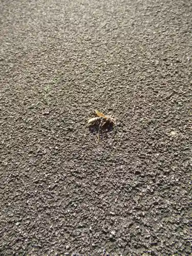 真光寺(千葉県)