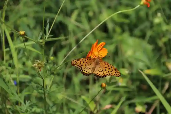 豊景神社の動物