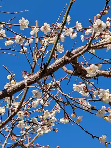 白山神社(東京都)