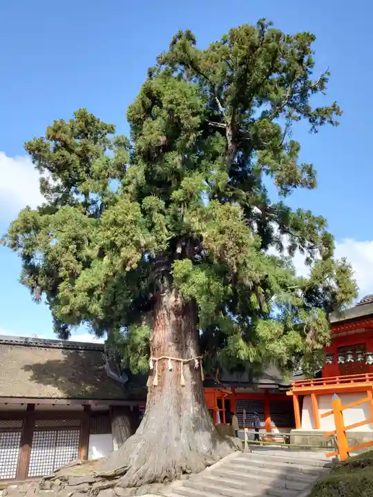春日大社の自然