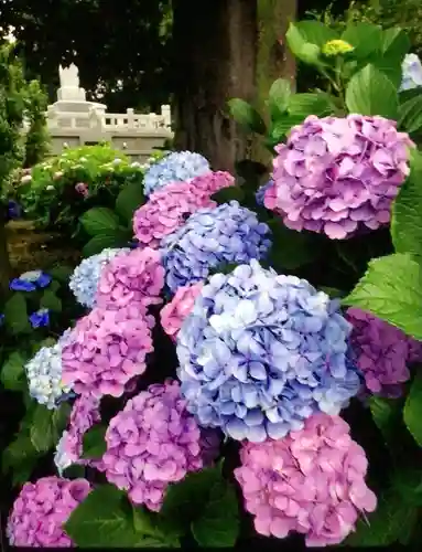 妙法寺(東京都)