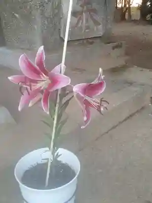 伏木香取神社(茨城県)