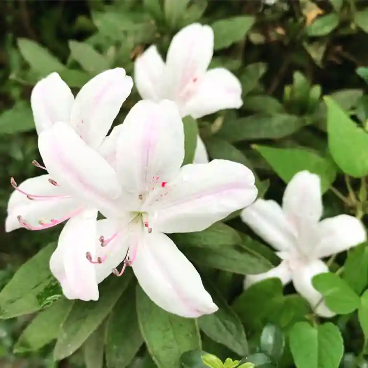 豊景神社の自然