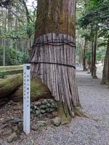 八幡神社（武芸八幡宮）の自然