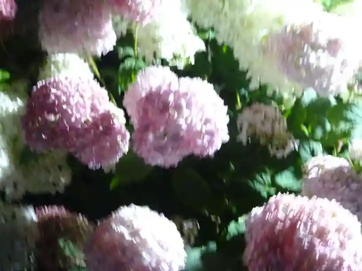 阿邪訶根神社の自然