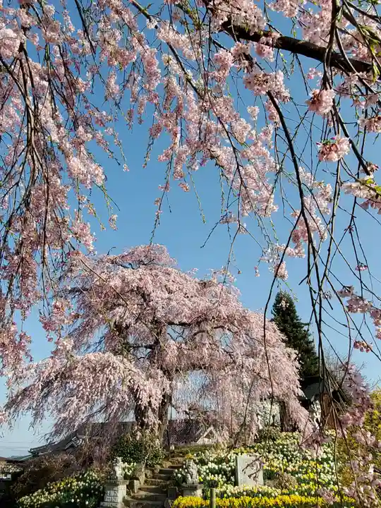 金毘羅桜(福島県)