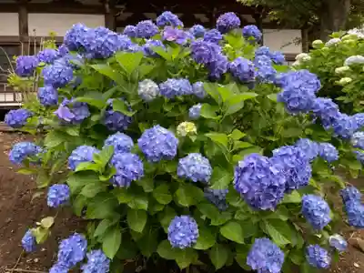 時宗総本山 遊行寺（正式：清浄光寺）の自然