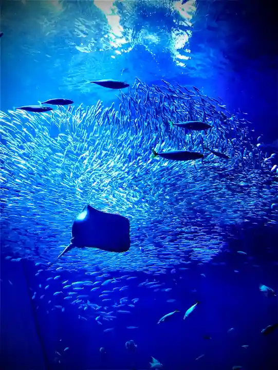 酒列磯前神社の{uncategorized: "未分類", other: "その他", undefined: "問題あり", building: "その他建物", grave: "お墓", sacred_gate: "鳥居", guardian: "狛犬", statue: "像", buddha: "仏像", history: "歴史", nature: "自然", garden: "庭園", animal: "動物", pagoda: "塔", temizu: "手水舎", mountain_gate: "山門・神門", sanctuary: "本殿・本堂", subordinate: "末社・摂社", art: "芸術", scenery: "景色", jizo: "地蔵", ema: "絵馬", goshuin: "御朱印", omikuji: "おみくじ", items: "授与品その他", amulet: "お守り", goshuincho: "御朱印帳", eats: "食事", festival: "お祭り", votive_dance: "神楽", shichigosan: "七五三参", wedding: "結婚式", experience: "体験その他", initially: "初詣", around: "周辺", anti_infection: "感染症対策"}