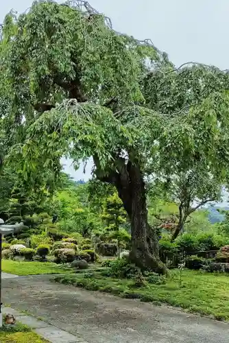 円福寺の庭園