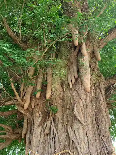 稲荷神社の自然