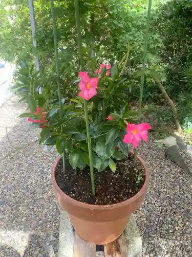 櫻井子安神社(千葉県)