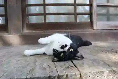 伊古奈比咩命神社の{uncategorized: "未分類", other: "その他", undefined: "問題あり", building: "その他建物", grave: "お墓", sacred_gate: "鳥居", guardian: "狛犬", statue: "像", buddha: "仏像", history: "歴史", nature: "自然", garden: "庭園", animal: "動物", pagoda: "塔", temizu: "手水舎", mountain_gate: "山門・神門", sanctuary: "本殿・本堂", subordinate: "末社・摂社", art: "芸術", scenery: "景色", jizo: "地蔵", ema: "絵馬", goshuin: "御朱印", omikuji: "おみくじ", items: "授与品その他", amulet: "お守り", goshuincho: "御朱印帳", eats: "食事", festival: "お祭り", votive_dance: "神楽", shichigosan: "七五三参", wedding: "結婚式", experience: "体験その他", initially: "初詣", around: "周辺", anti_infection: "感染症対策"}