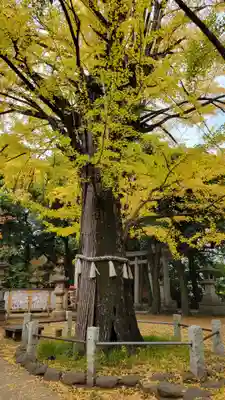 赤坂氷川神社(東京都)