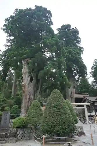 久津八幡宮の自然