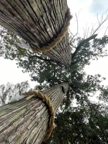 八幡朝見神社の自然