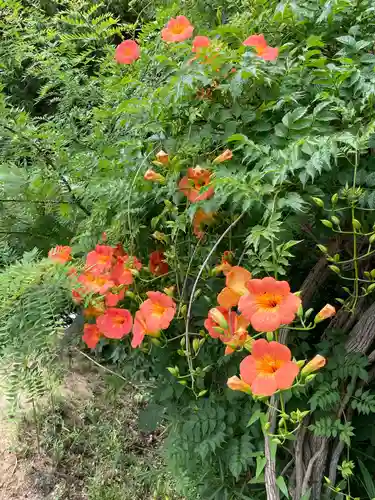 金子稲荷大明神の自然