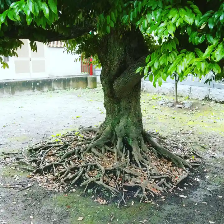 香取神社の自然