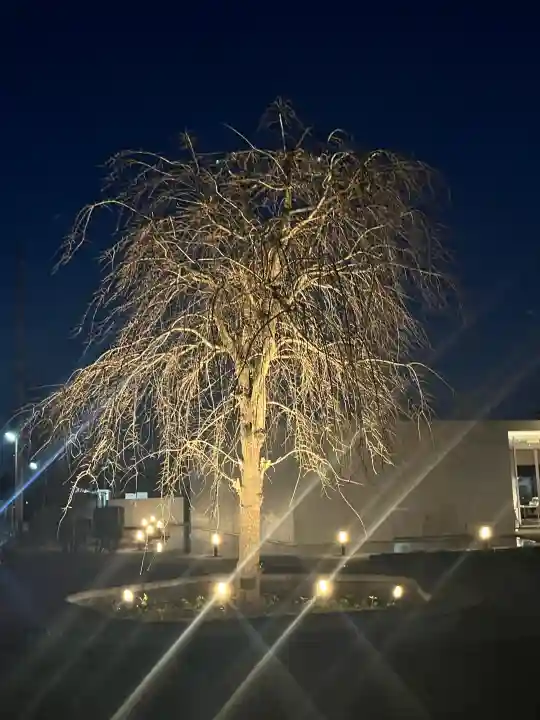 川越氷川神社の{uncategorized: "未分類", other: "その他", undefined: "問題あり", building: "その他建物", grave: "お墓", sacred_gate: "鳥居", guardian: "狛犬", statue: "像", buddha: "仏像", history: "歴史", nature: "自然", garden: "庭園", animal: "動物", pagoda: "塔", temizu: "手水舎", mountain_gate: "山門・神門", sanctuary: "本殿・本堂", subordinate: "末社・摂社", art: "芸術", scenery: "景色", jizo: "地蔵", ema: "絵馬", goshuin: "御朱印", omikuji: "おみくじ", items: "授与品その他", amulet: "お守り", goshuincho: "御朱印帳", eats: "食事", festival: "お祭り", votive_dance: "神楽", shichigosan: "七五三参", wedding: "結婚式", experience: "体験その他", initially: "初詣", around: "周辺", anti_infection: "感染症対策"}