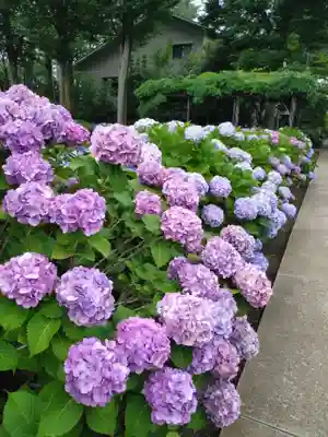 妙法寺(東京都)