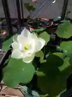 極楽山 浄土寺の自然