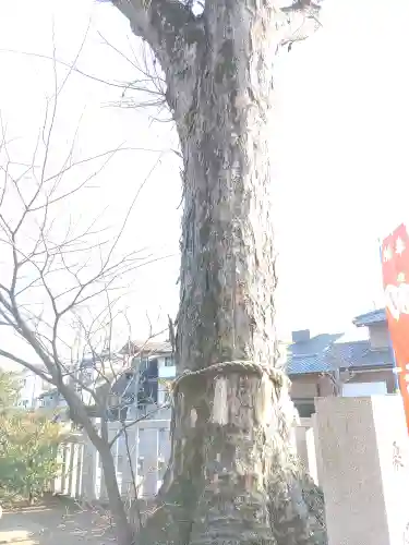 熊野大神社の自然