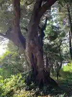 神社(名称不明)(千葉県)