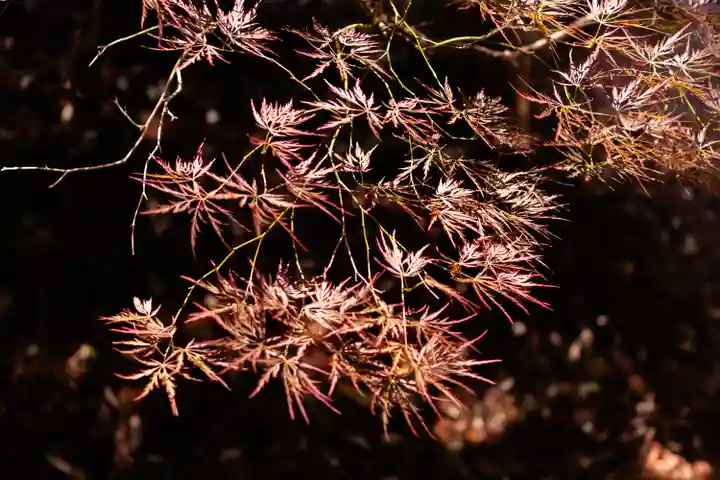 石見国一宮 物部神社(島根県)