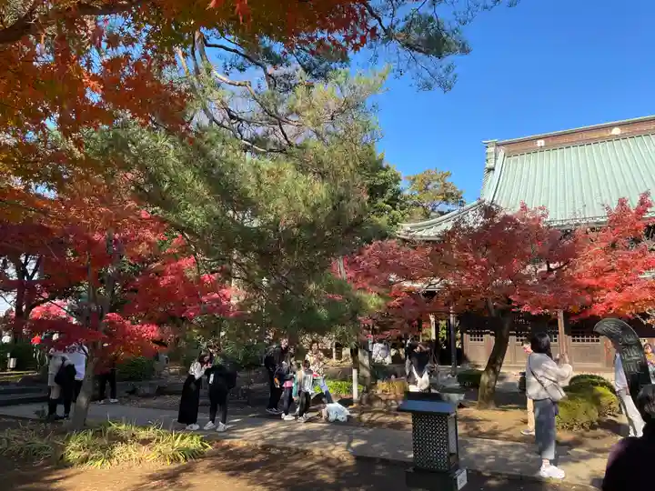 豪徳寺(東京都)
