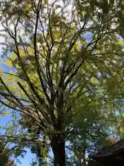 田無神社の自然