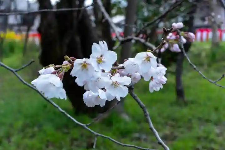 平野神社(京都府)