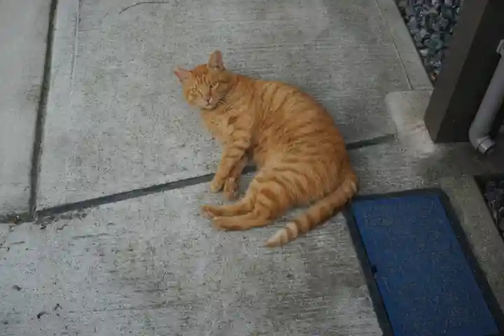 当代島稲荷神社の動物