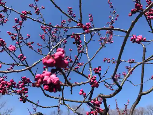 北海道神宮の自然