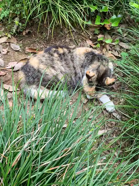 唐澤山神社の動物