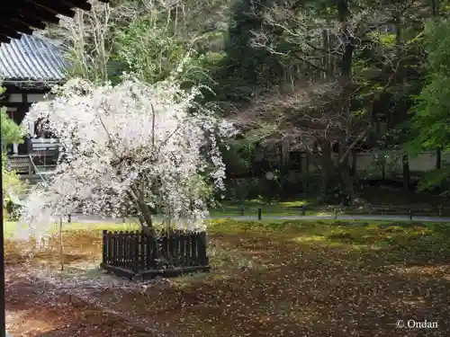 青蓮院門跡(京都府)