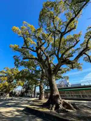 佐賀縣護國神社(佐賀県)