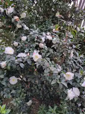 阿佐ヶ谷神明宮(東京都)