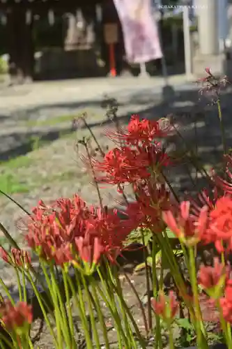 磐井神社(東京都)