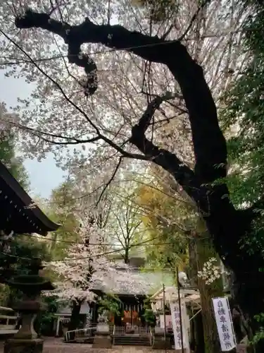 神明氷川神社(東京都)