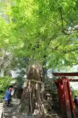 秩父神社の自然