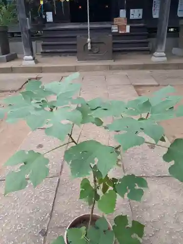 伏木香取神社の自然