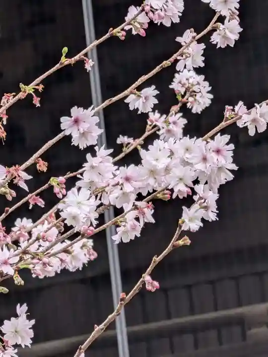 妙法寺(東京都)