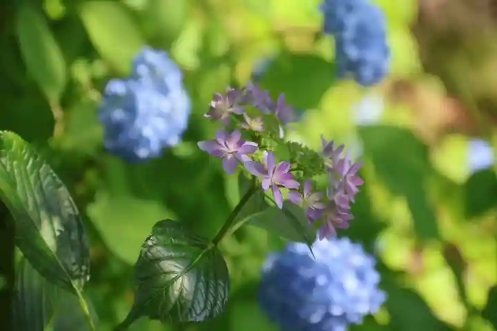 陽林寺(福島県)