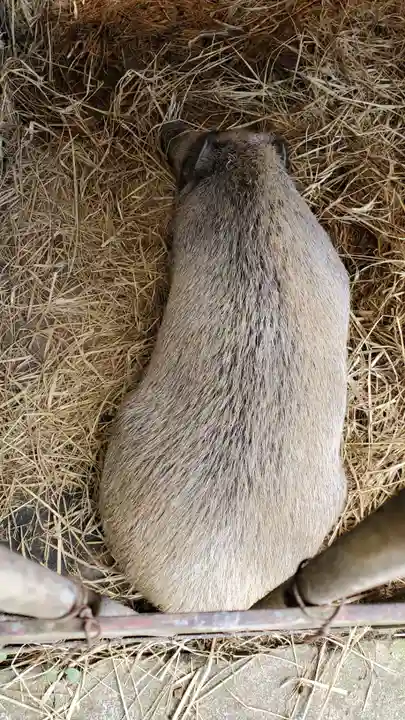 坪沼八幡神社の動物