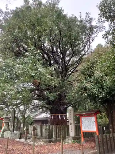 熊野速玉大社の自然