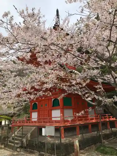 金剛宝寺（紀三井寺）の自然