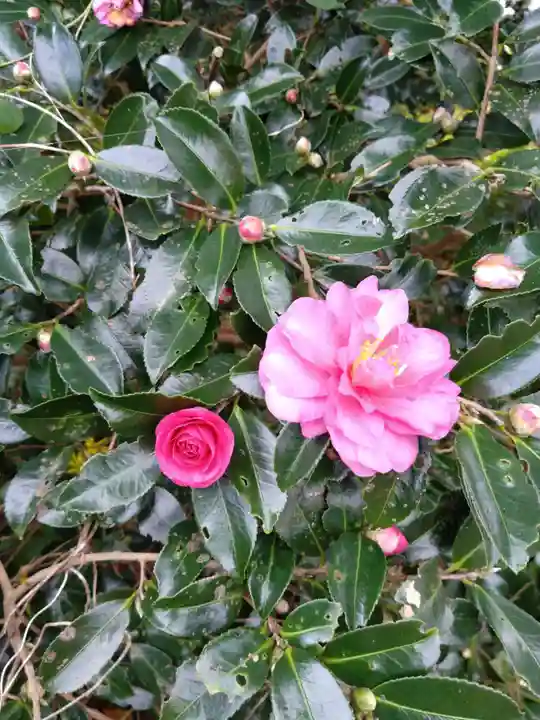 鎮懐石八幡宮(福岡県)
