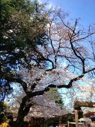 新井薬師（梅照院）(東京都)