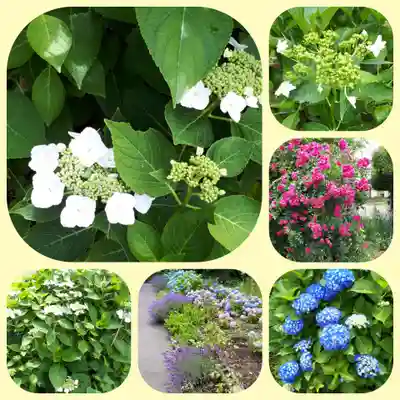 極楽山　浄土寺の自然