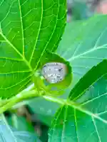 蚊里田八幡宮(長野県)