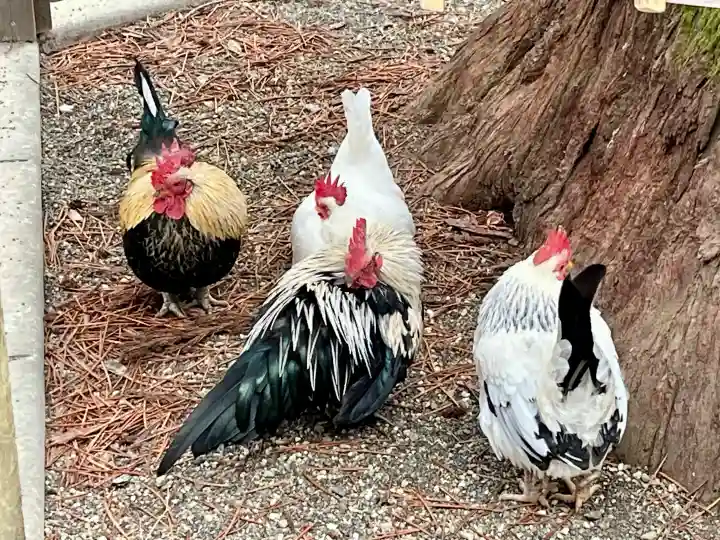 大崎八幡宮の{uncategorized: "未分類", other: "その他", undefined: "問題あり", building: "その他建物", grave: "お墓", sacred_gate: "鳥居", guardian: "狛犬", statue: "像", buddha: "仏像", history: "歴史", nature: "自然", garden: "庭園", animal: "動物", pagoda: "塔", temizu: "手水舎", mountain_gate: "山門・神門", sanctuary: "本殿・本堂", subordinate: "末社・摂社", art: "芸術", scenery: "景色", jizo: "地蔵", ema: "絵馬", goshuin: "御朱印", omikuji: "おみくじ", items: "授与品その他", amulet: "お守り", goshuincho: "御朱印帳", eats: "食事", festival: "お祭り", votive_dance: "神楽", shichigosan: "七五三参", wedding: "結婚式", experience: "体験その他", initially: "初詣", around: "周辺", anti_infection: "感染症対策"}